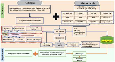 The causal effect of cytokine cycling levels on osteoarthritis: a bidirectional Mendelian randomized study